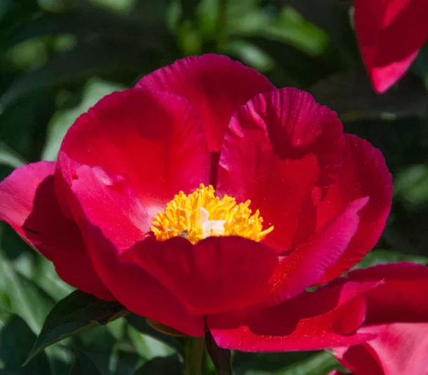 Paeonia 'America', Peony 'America', 'America' Peony, Red Peonies, Red Flowers, Fragrant Peonies