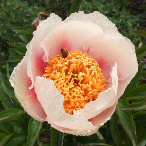 Paeonia 'Athena', Peony 'Athena', 'Athena' Peony, Chinese Peony 'Athena', Common Garden Peony 'Athena', White Peonies, White flowers, Hybrid Peony