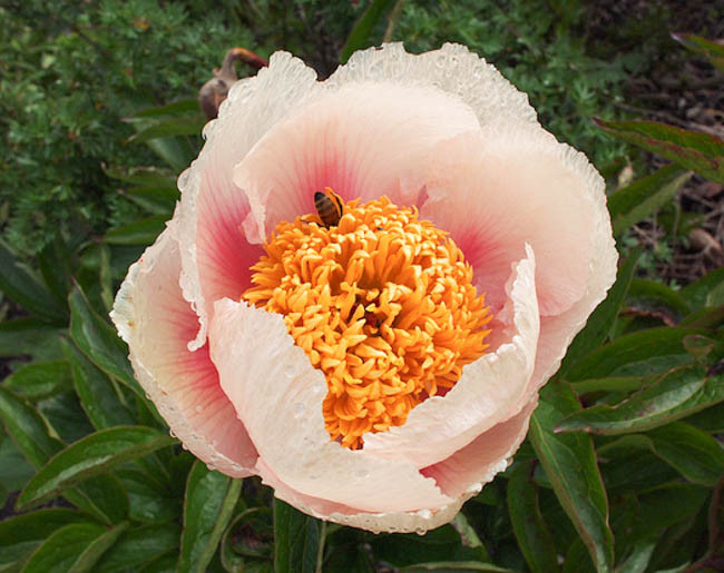 Paeonia 'Athena', Peony 'Athena', 'Athena' Peony, Chinese Peony 'Athena', Common Garden Peony 'Athena', White Peonies, White flowers, Hybrid Peony