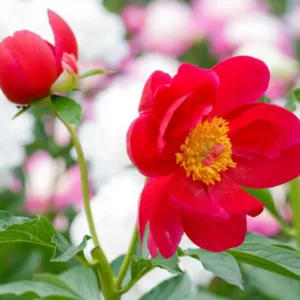 Paeonia 'Blaze', Peony 'Blaze', 'Blaze' Peony, Red Peonies, Red Flowers, Fragrant Peonies