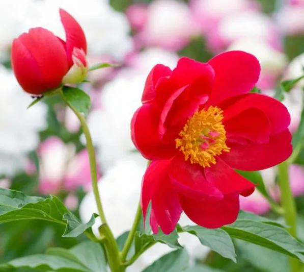 Paeonia 'Blaze', Peony 'Blaze', 'Blaze' Peony, Red Peonies, Red Flowers, Fragrant Peonies