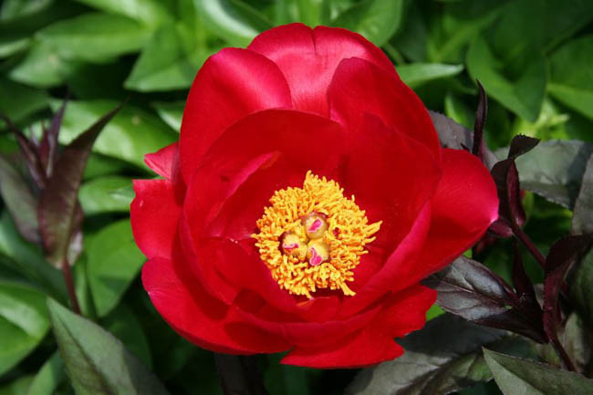 Paeonia 'Burma Ruby', Peony 'Burma Ruby', 'Burma Ruby' Peony, Red Peonies, Red Flowers, Fragrant Peonies
