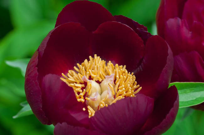 Paeonia 'Chocolate Soldier', Peony 'Chocolate Soldier', 'Chocolate Soldier' Peony, Red Peonies, Red Flowers