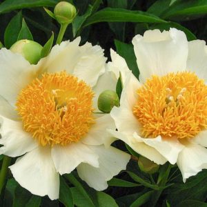 Paeonia 'Claire de Lune', Peony 'Claire de Lune', 'Claire de Lune' Peony, Chinese Peony 'Claire de Lune', Common Garden Peony 'Claire de Lune', White Peonies, White flowers, Hybrid Peony