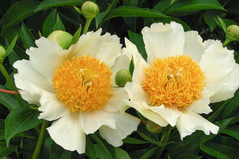 Paeonia 'Claire de Lune', Peony 'Claire de Lune', 'Claire de Lune' Peony, Chinese Peony 'Claire de Lune', Common Garden Peony 'Claire de Lune', White Peonies, White flowers, Hybrid Peony