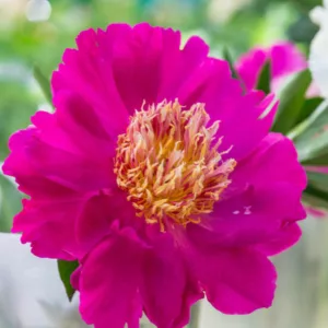Paeonia Lactiflora 'Comanche', Peony 'Comanche', 'Comanche' Peony, Chinese Peony 'Comanche' , Common Garden Peony 'Comanche', Pink Peonies, Pink Flowers, Fragrant Peonies