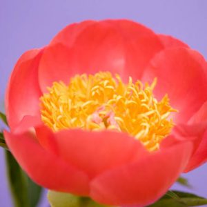 Paeonia 'Coral n' Gold', Peony 'Coral n' Gold', 'Coral n' Gold' Peony, Pink Flowers, Pink Peonies, Coral Flowers, Coral Peonies
