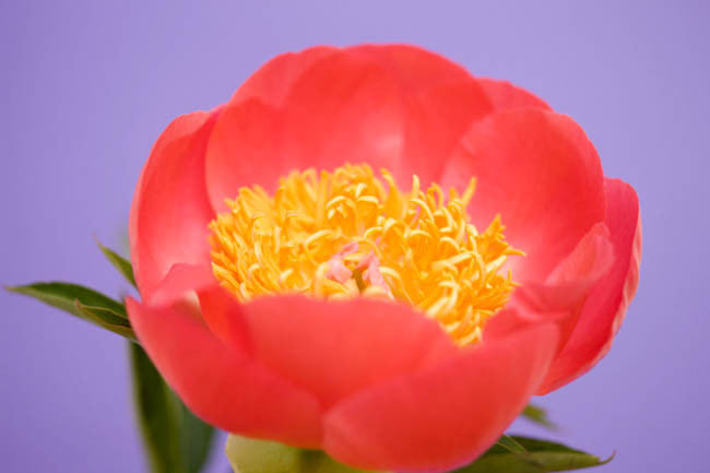Paeonia 'Coral n' Gold', Peony 'Coral n' Gold', 'Coral n' Gold' Peony, Pink Flowers, Pink Peonies, Coral Flowers, Coral Peonies