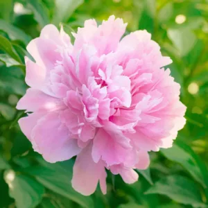 Paeonia Lactiflora 'Dinner Plate', Peony 'Dinner Plate', 'Dinner Plate' Peony, Chinese Peony 'Dinner Plate', Common Garden Peony 'Dinner Plate', Pink Peonies, Fragrant Peonies