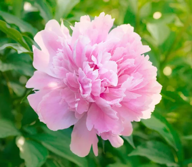 Paeonia Lactiflora 'Dinner Plate', Peony 'Dinner Plate', 'Dinner Plate' Peony, Chinese Peony 'Dinner Plate', Common Garden Peony 'Dinner Plate', Pink Peonies, Fragrant Peonies