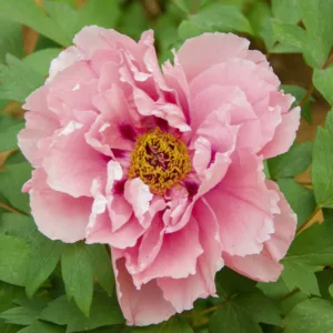 Paeonia 'First Arrival', Peony 'First Arrival', 'First Arrival' Peony, Itoh Peony 'First Arrival', Intersectional Peony 'First Arrival', Pink Peonies, Pink flowers, Fragrant Peonies