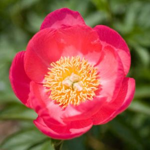 Paeonia 'Golden Glow', Peony 'Golden Glow', 'Golden Glow' Peony, Red Peonies, Red Flowers, Fragrant Peonies