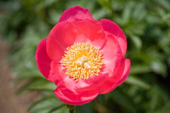 Paeonia 'Golden Glow', Peony 'Golden Glow', 'Golden Glow' Peony, Red Peonies, Red Flowers, Fragrant Peonies
