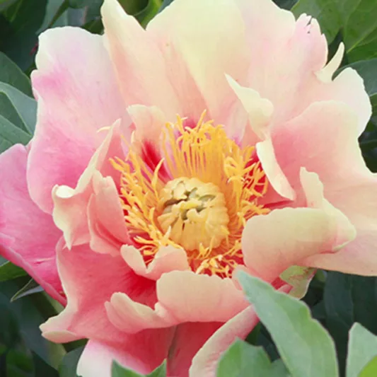 Paeonia 'Julia Rose', Peony 'Julia Rose', 'Julia Rose' Peony, Itoh Peony 'Julia Rose', Intersectional Peony 'Julia Rose', Pink Peonies, Pink flowers, Fragrant Peonies