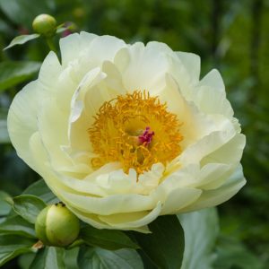 Paeonia 'Lemon Chiffon', Peony 'Lemon Chiffon', 'Lemon Chiffon' Peony, Chinese Peony 'Lemon Chiffon', Common Garden Peony 'Lemon Chiffon', Yellow Peonies, Yellow flowers, Hybrid Peony