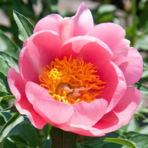 Paeonia 'Lovely Rose', Peony 'Lovely Rose', 'Lovely Rose' Peony, Pink Peonies, Pink Flowers, Fragrant Peonies