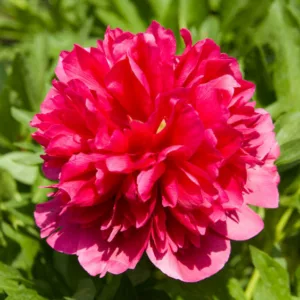 Paeonia 'Many Happy Returns', Peony 'Many Happy Returns', 'Many Happy Returns Peony, Red Peonies, Red Flowers, Fragrant Peonies
