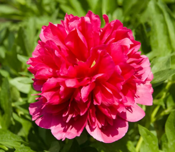 Paeonia 'Many Happy Returns', Peony 'Many Happy Returns', 'Many Happy Returns Peony, Red Peonies, Red Flowers, Fragrant Peonies