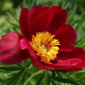 Paeonia 'Merry Mayshine', Peony 'Merry Mayshine', 'Merry Mayshine' Peony, Red Peonies, Red Flowers, Fragrant Peonies