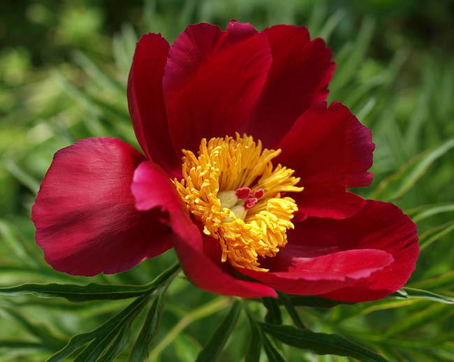 Paeonia 'Merry Mayshine', Peony 'Merry Mayshine', 'Merry Mayshine' Peony, Red Peonies, Red Flowers, Fragrant Peonies