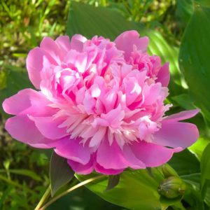 Paeonia Pink Derby, Peony Pink Derby, Pink Derby Peony, Chinese Peony Pink Derby , Common Garden Peony Pink Derby, Pink Peonies, Pink Flowers