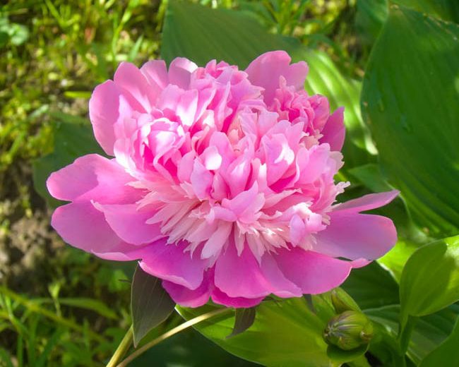 Paeonia Pink Derby, Peony Pink Derby, Pink Derby Peony, Chinese Peony Pink Derby , Common Garden Peony Pink Derby, Pink Peonies, Pink Flowers