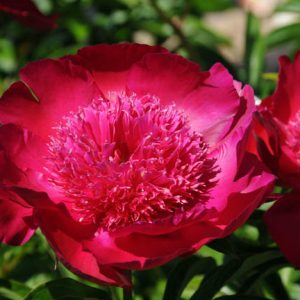 Paeonia 'Port Royale', Peony 'Port Royale', 'Port Royale' Peony, Chinese Peony 'Port Royale', Common Garden Peony 'Port Royale', Red Peonies, Red Flowers, Fragrant Peonies