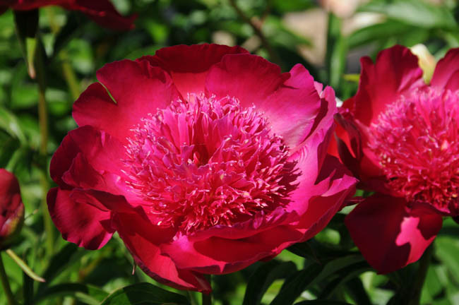 Paeonia 'Port Royale', Peony 'Port Royale', 'Port Royale' Peony, Chinese Peony 'Port Royale', Common Garden Peony 'Port Royale', Red Peonies, Red Flowers, Fragrant Peonies