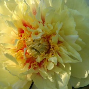 Paeonia 'Prairie Charm', Peony 'Prairie Charm', 'Prairie Charm' Peony, Itoh Peony 'Prairie Charm', Intersectional Peony 'Prairie Charm', Yellow Peonies, Yellow flowers, Fragrant Peonies