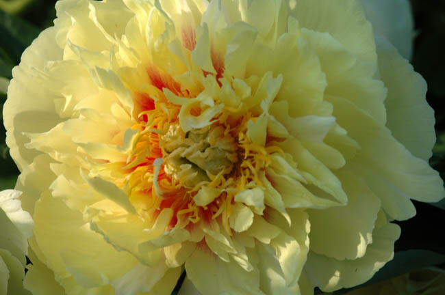 Paeonia 'Prairie Charm', Peony 'Prairie Charm', 'Prairie Charm' Peony, Itoh Peony 'Prairie Charm', Intersectional Peony 'Prairie Charm', Yellow Peonies, Yellow flowers, Fragrant Peonies