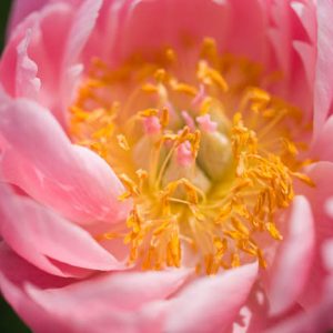 Paeonia 'Salmon Dream', Peony 'Salmon Dream', 'Salmon Dream' Peony, Pink Flowers, Pink Peonies, Coral Flowers, Coral Peonies