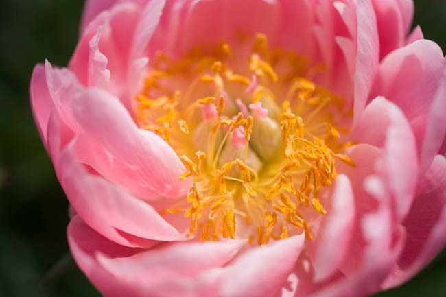 Paeonia 'Salmon Dream', Peony 'Salmon Dream', 'Salmon Dream' Peony, Pink Flowers, Pink Peonies, Coral Flowers, Coral Peonies