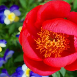 Paeonia 'Scarlett O'Hara', Peony 'Scarlett O'Hara', 'Scarlett O'Hara' Peony, Red Peonies, Red Flowers, Fragrant Peonies