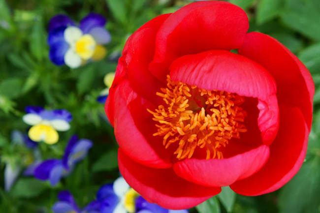 Paeonia 'Scarlett O'Hara', Peony 'Scarlett O'Hara', 'Scarlett O'Hara' Peony, Red Peonies, Red Flowers, Fragrant Peonies