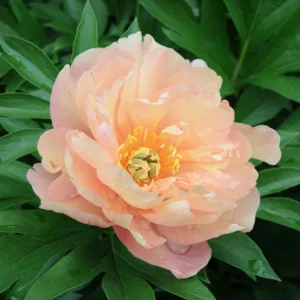 Paeonia 'Singing in the Rain', Peony 'Singing in the Rain', 'Singing in the Rain' Peony, Itoh Peony 'Singing in the Rain', Intersectional Peony 'Singing in the Rain', Yellow Peonies, Yellow flowers, Fragrant Peonies