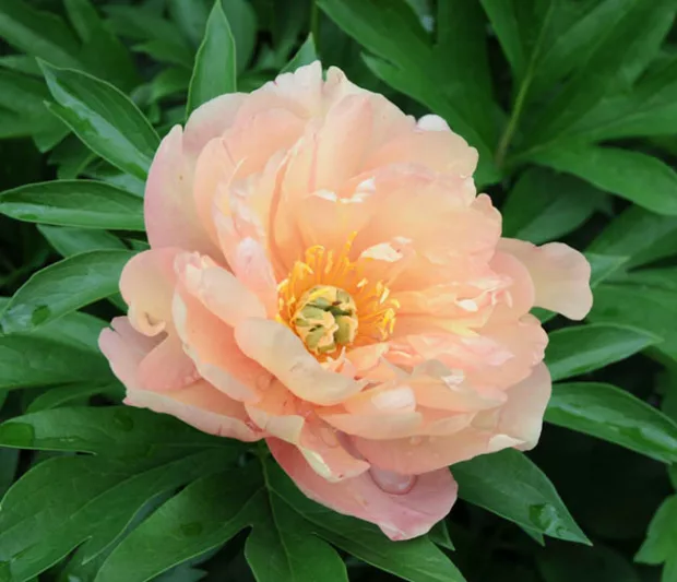 Paeonia 'Singing in the Rain', Peony 'Singing in the Rain', 'Singing in the Rain' Peony, Itoh Peony 'Singing in the Rain', Intersectional Peony 'Singing in the Rain', Yellow Peonies, Yellow flowers, Fragrant Peonies