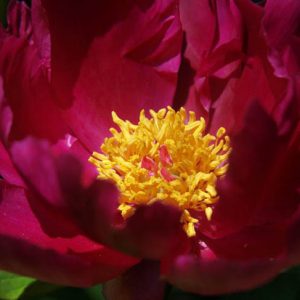 Paeonia Lactiflora 'Topeka Garnet', Peony 'Topeka Garnet', 'Topeka Garnet' Peony, Chinese Peony 'Topeka Garnet', Common Garden Peony 'Topeka Garnet', Red Peonies, Fragrant Peonies