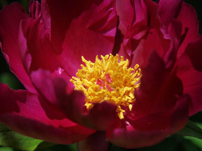 Paeonia Lactiflora 'Topeka Garnet', Peony 'Topeka Garnet', 'Topeka Garnet' Peony, Chinese Peony 'Topeka Garnet', Common Garden Peony 'Topeka Garnet', Red Peonies, Fragrant Peonies