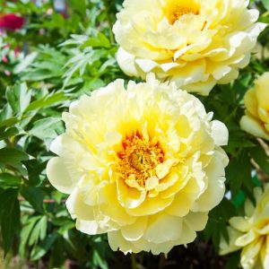 Paeonia 'Bartzella', Peony 'Bartzella', 'Bartzella' Peony, Itoh Peony 'Bartzella', Intersectional Peony 'Bartzella', Yellow Peonies, Yellow flowers, Fragrant Peonies