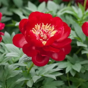 Paeonia 'Buckeye Belle', Peony 'Buckeye Belle', 'Buckeye Belle' Peony, Red Peonies, Red Flowers