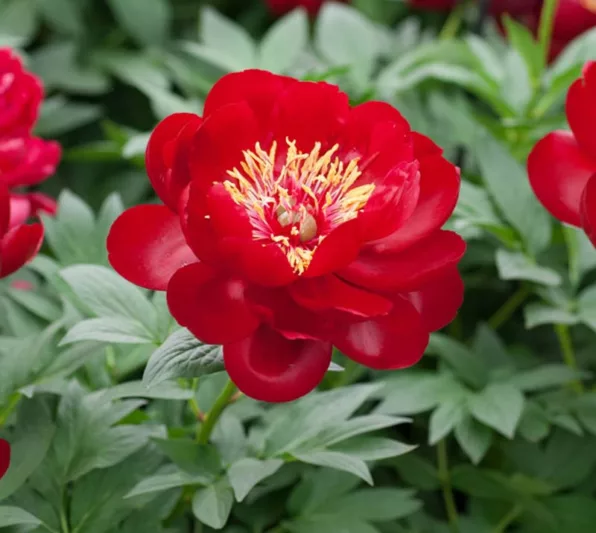 Paeonia 'Buckeye Belle', Peony 'Buckeye Belle', 'Buckeye Belle' Peony, Red Peonies, Red Flowers
