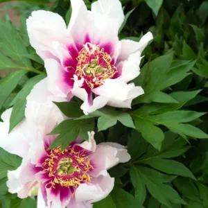 Paeonia 'Cora Louise', Peony 'Cora Louise', 'Cora Louise' Peony, Itoh Peony 'Cora Louise', Intersectional Peony 'Cora Louise', White Peonies, White flowers, Fragrant Peonies