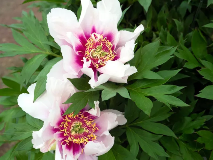 Paeonia 'Cora Louise', Peony 'Cora Louise', 'Cora Louise' Peony, Itoh Peony 'Cora Louise', Intersectional Peony 'Cora Louise', White Peonies, White flowers, Fragrant Peonies