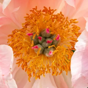 Paeonia 'Coral Charm', Peony 'Coral Charm', 'Coral Charm' Peony, Pink Flowers, Pink Peonies, Coral Flowers, Coral Peonies