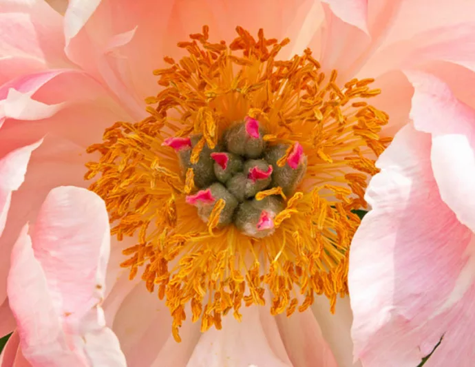 Paeonia 'Coral Charm', Peony 'Coral Charm', 'Coral Charm' Peony, Pink Flowers, Pink Peonies, Coral Flowers, Coral Peonies