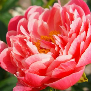 Paeonia 'Coral Sunset', Peony 'Coral Sunset', 'Coral Sunset' Peony, Pink Flowers, Pink Peonies, Coral Flowers, Coral Peonies