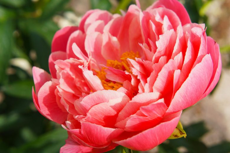 Paeonia 'Coral Sunset', Peony 'Coral Sunset', 'Coral Sunset' Peony, Pink Flowers, Pink Peonies, Coral Flowers, Coral Peonies