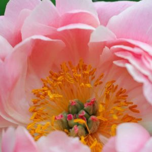 Paeonia 'Coral Supreme', Peony 'Coral Supreme', 'Coral Supreme' Peony, Coral Peonies, Coral Flowers