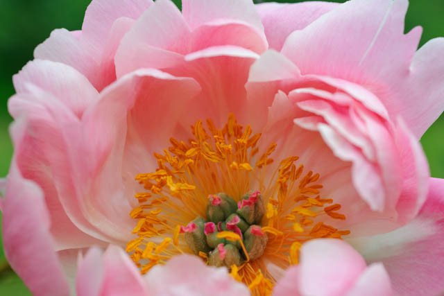 Paeonia 'Coral Supreme', Peony 'Coral Supreme', 'Coral Supreme' Peony, Coral Peonies, Coral Flowers