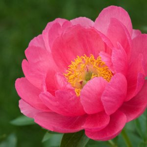 Paeonia 'Cytherea', Peony 'Cytherea', 'Cytherea' Peony, Pink Peonies, Pink Flowers, Fragrant Peonies